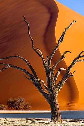 Namibia-Sossusvlei-Namib-Naukluft National Park-Composite of dead tree and sand dune Art Print